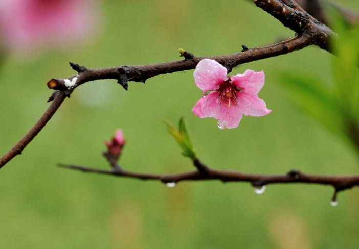 Theo bước mùa xuân
